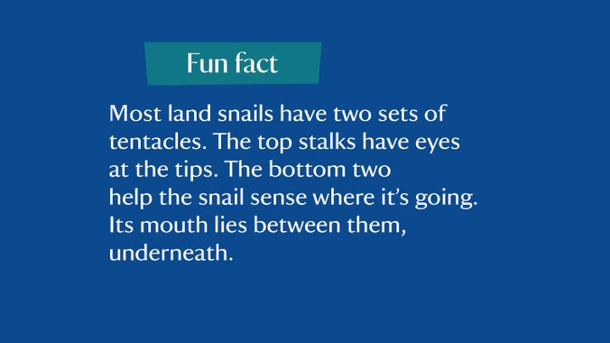 Most land snails have two sets of tentacles. The top stalks have eyes at the tips. The bottom two help the snail sense where it's going. Its mouth lies between them, underneath
